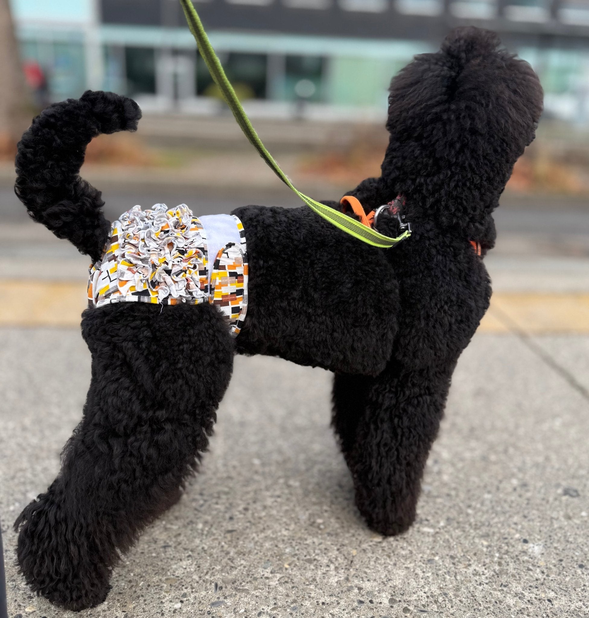 🐾 Culotte lavable et réutilisable pour chien - Miss Nuts Accessoires
