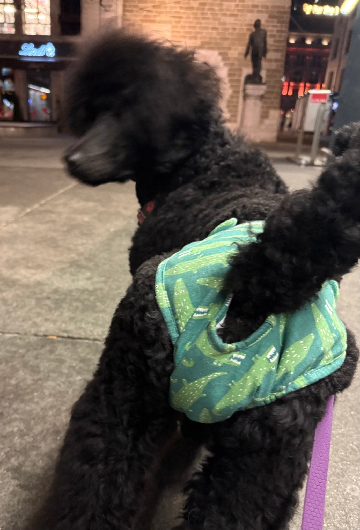 🐾 Culotte lavable et réutilisable pour chien - Miss Nuts Accessoires