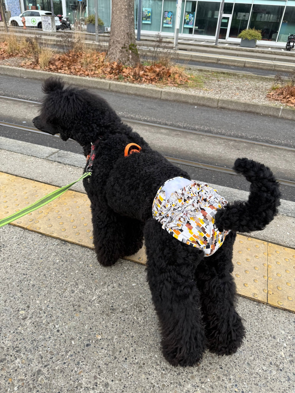 🐾 Culotte lavable et réutilisable pour chien - Miss Nuts Accessoires