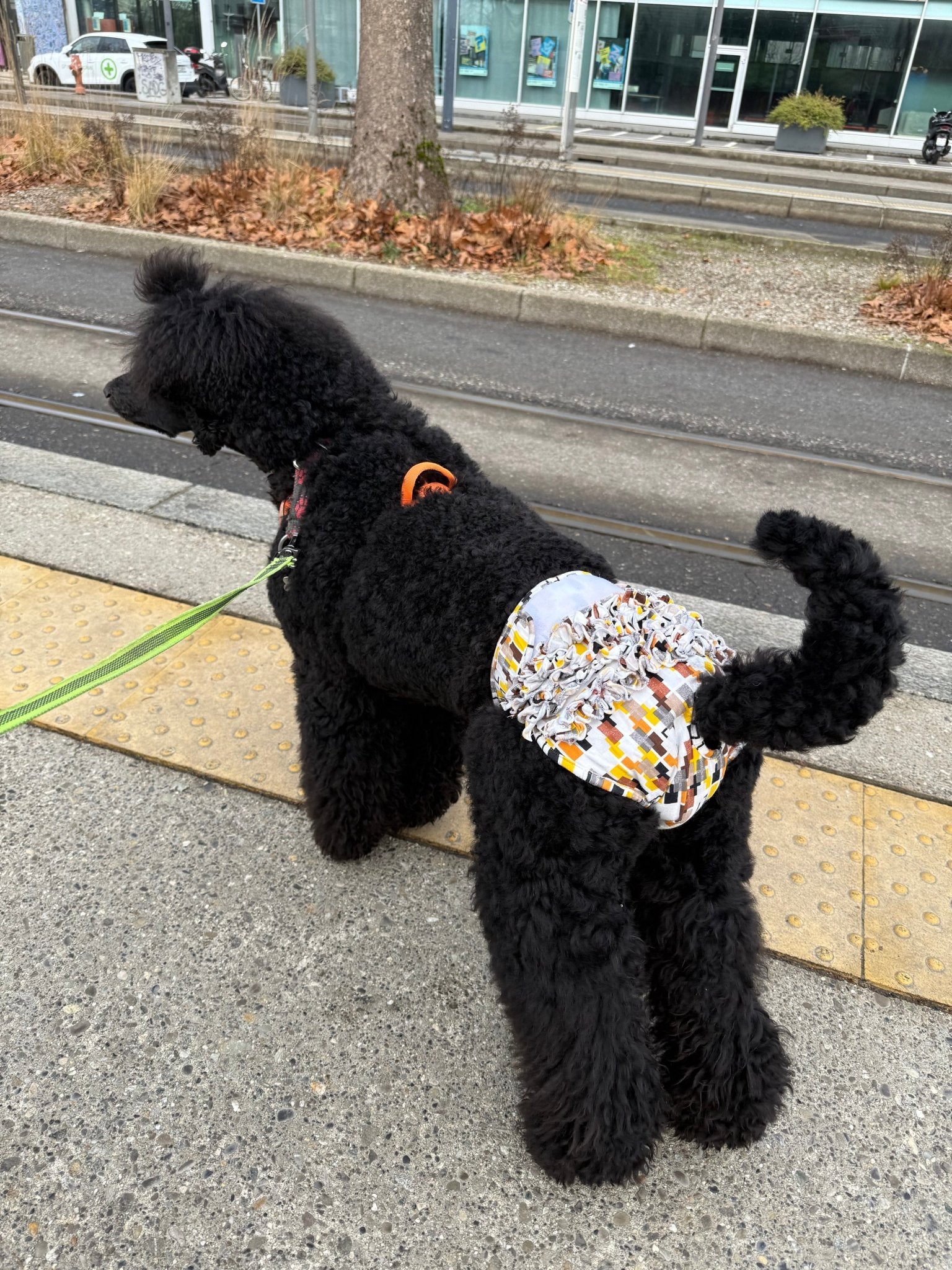 🐾 Culotte lavable et réutilisable pour chien - Miss Nuts Accessoires