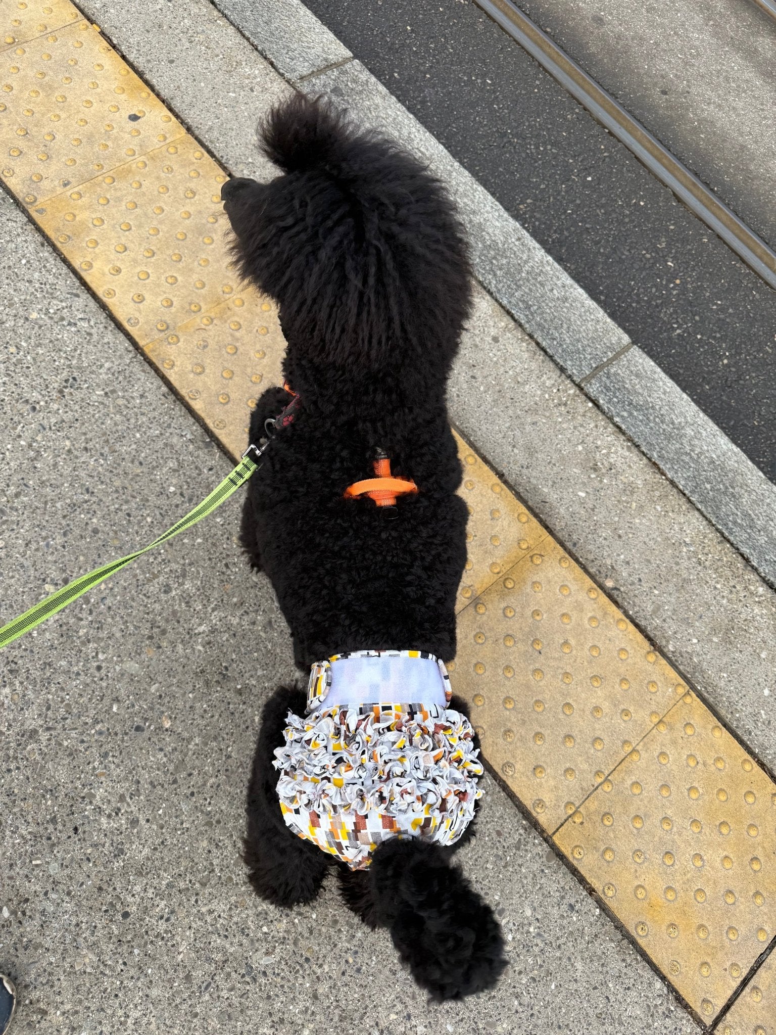 🐾 Culotte lavable et réutilisable pour chien - Miss Nuts Accessoires