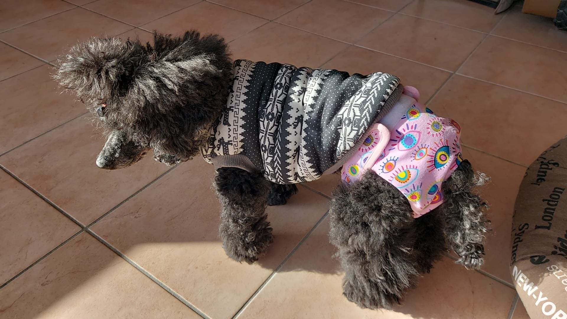 🐾 Culotte lavable et réutilisable pour chien - Miss Nuts Accessoires
