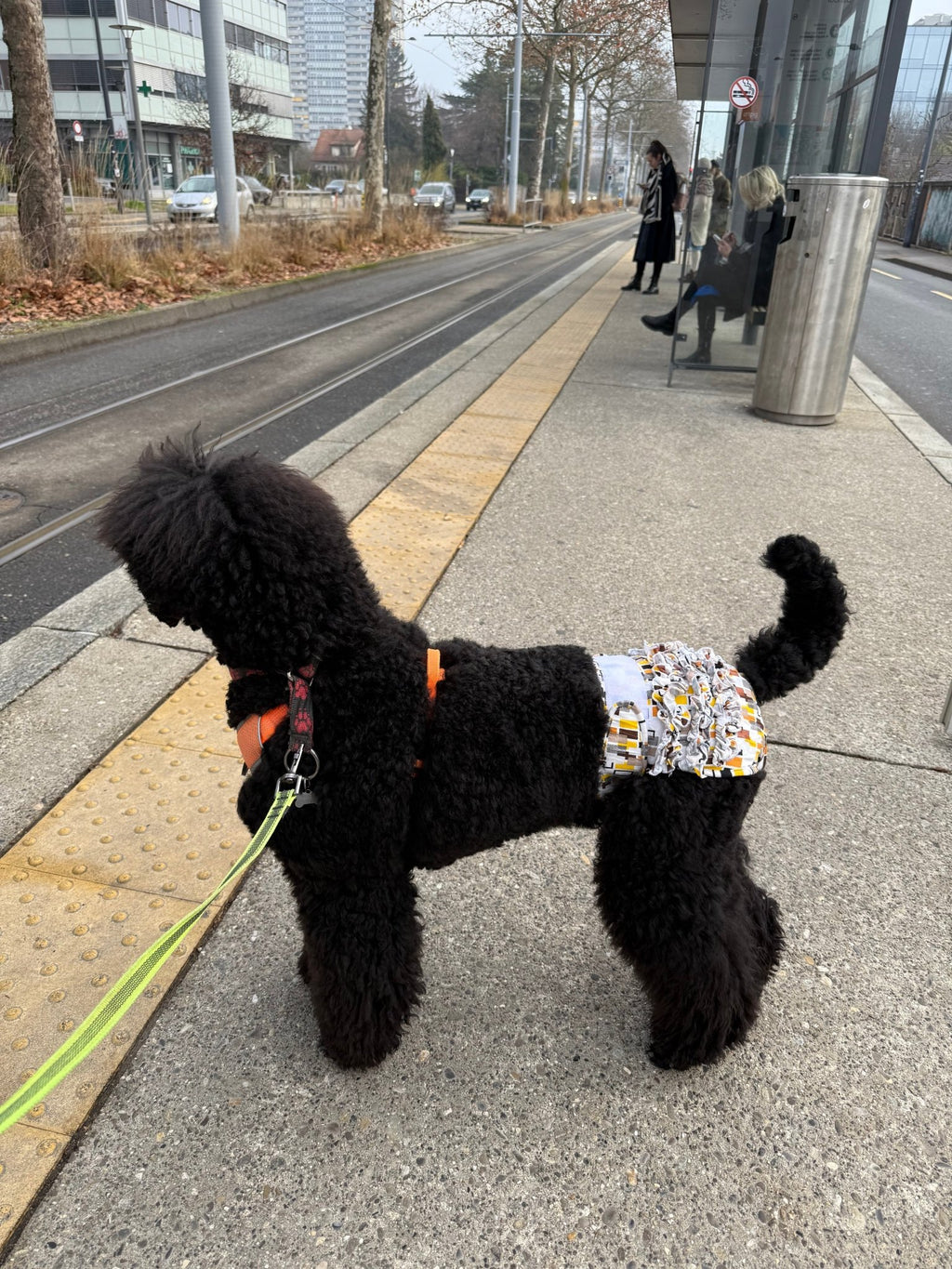 🐾 Culotte lavable et réutilisable pour chien - Miss Nuts Accessoires