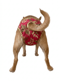 🐾 Culotte lavable et réutilisable pour chien - Miss Nuts Accessoires