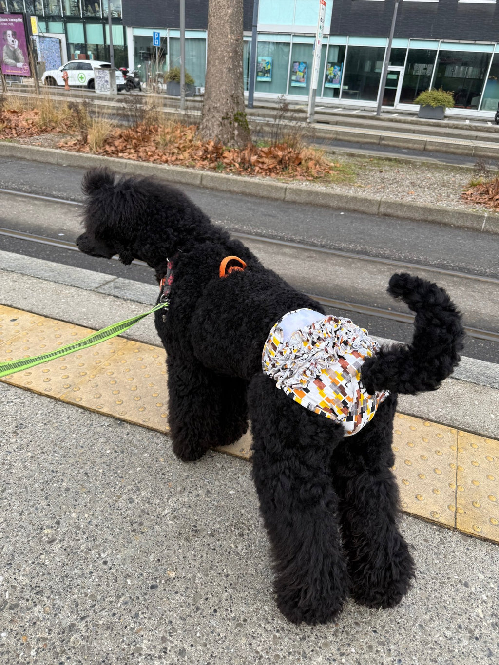 🐾 Culotte lavable et réutilisable pour chien - Miss Nuts Accessoires
