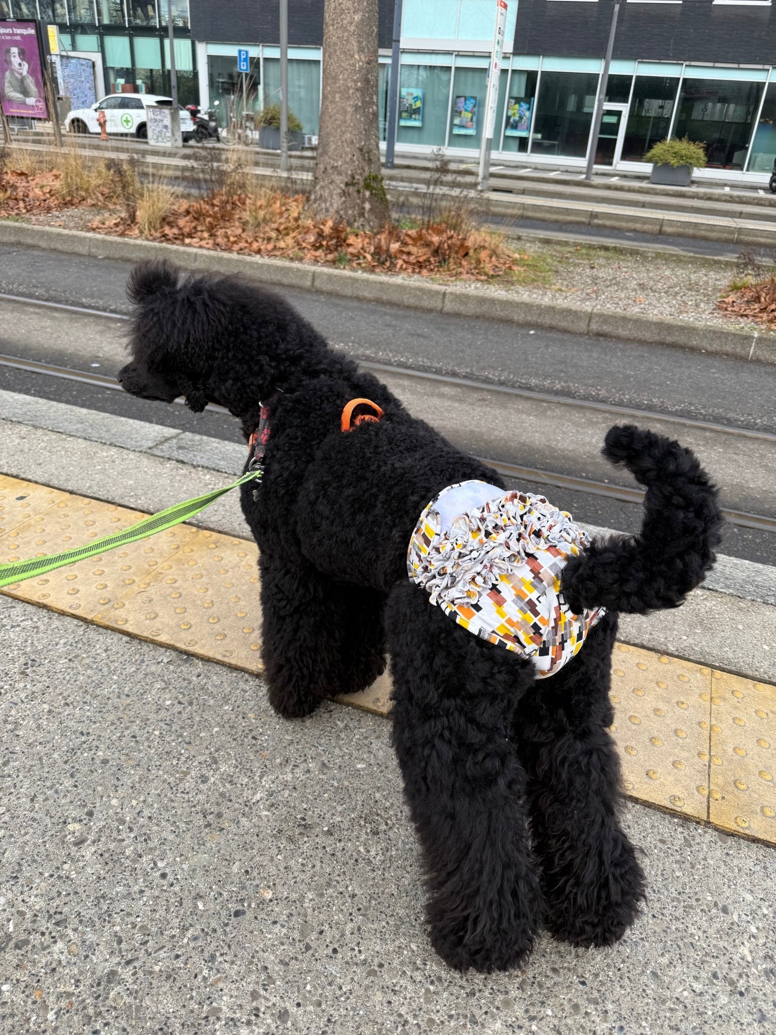 🐾 Culotte lavable et réutilisable pour chien - Miss Nuts Accessoires