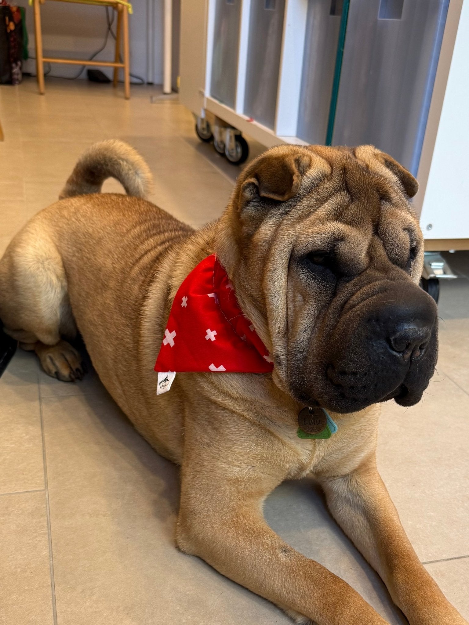 Foulard pour chien Croix Suisse 🇨🇭 - 100% coton - Miss Nuts Accessoires