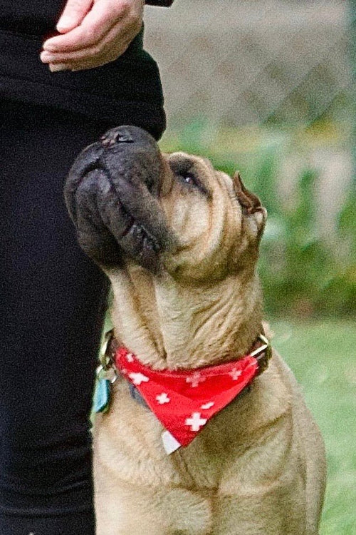 Foulard pour chien Croix Suisse 🇨🇭 - 100% coton - Miss Nuts Accessoires