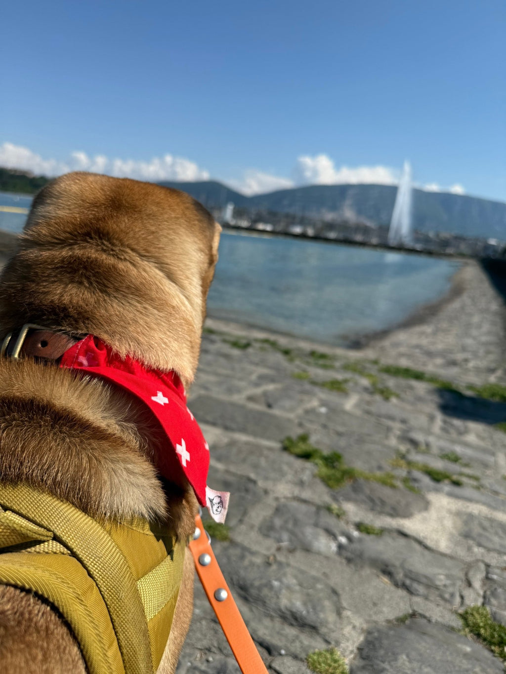 Foulard pour chien Croix Suisse 🇨🇭 - 100% coton - Miss Nuts Accessoires