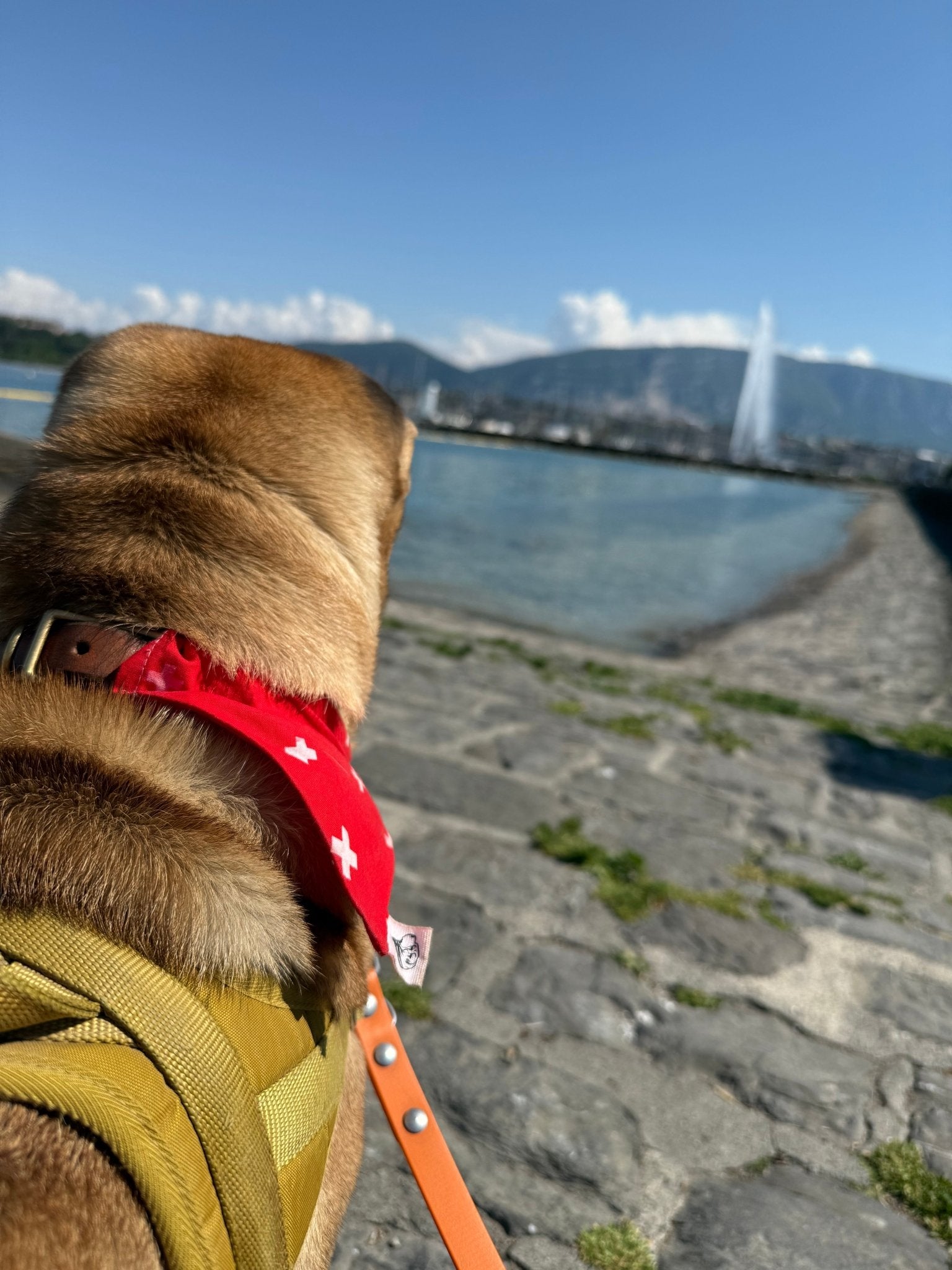 Foulard pour chien Croix Suisse 🇨🇭 - 100% coton - Miss Nuts Accessoires