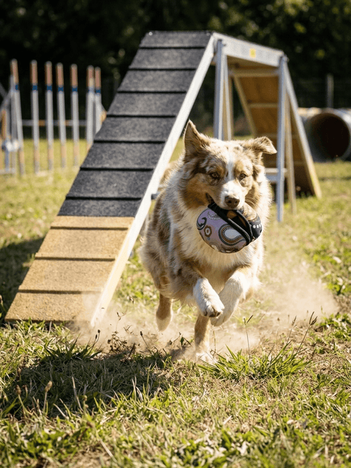 Le Clam — Jouet distributeur de friandises pour agility & hoopers - Miss Nuts Accessoires