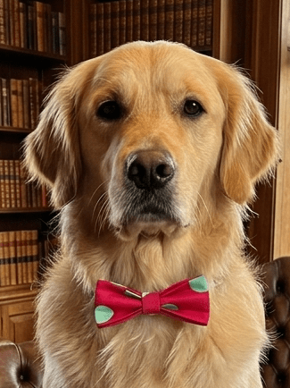 Noeud papillon pour chien - Miss Nuts Accessoires