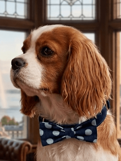 Noeud papillon pour chien - Miss Nuts Accessoires