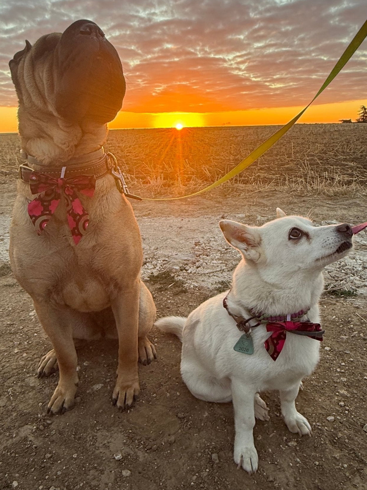 Nœud Papillon pour Chienne - Miss Nuts Accessoires
